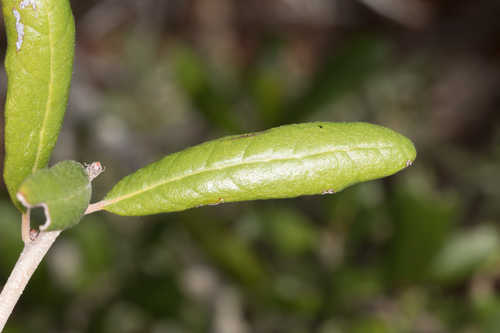 Quercus geminata #3